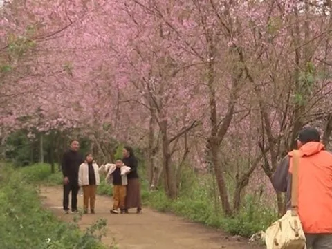 Mưa, lạnh du khách vẫn đổ về Măng Đen thưởng lãm hoa anh đào