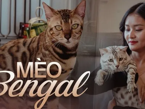 Năm Mão nói chuyện nuôi mèo Bengal - thú cưng của người có tiền: Giá cả trăm triệu, tiền nuôi hàng tháng cũng không vừa