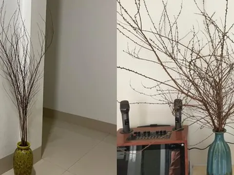 Hết Tết rồi mà tuyết mai… chưa nở