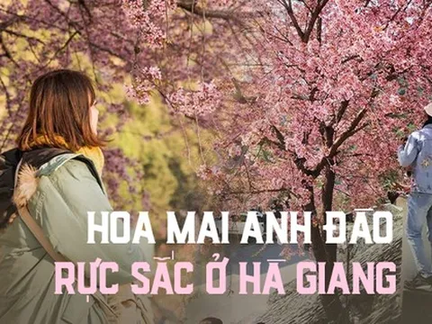Mê mẩn sắc mai anh đào ở Hà Giang những ngày đầu năm