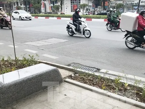 Hà Nội bố trí hàng ghế đá dưới cây hoa sữa cổ thụ