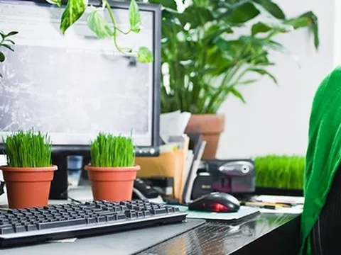 Dân công sở chuộng nhất 5 loại cây này: Càng chưng lâu trên bàn càng hút may mắn, sự nghiệp hanh thông