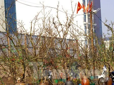 Người Hà Nội chi bạc triệu cho thú chơi hoa lê sau Tết