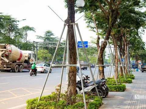 Hà Nội: Cấp huyện được cấp phép chặt hạ, di chuyển cây xanh