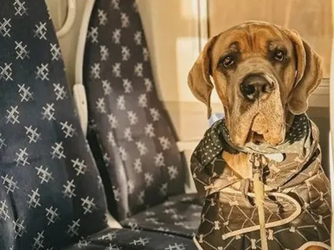 Chi 100 ngàn USD thuê máy bay chở thú cưng đi du lịch vòng quanh thế giới