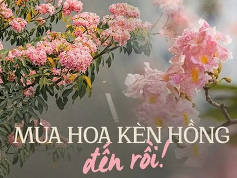 Chưa đến tháng 3, hoa kèn hồng đã nở rực rỡ ở TP.HCM: Thơ đến mức ai cũng xúng xính váy áo đến “sống ảo”