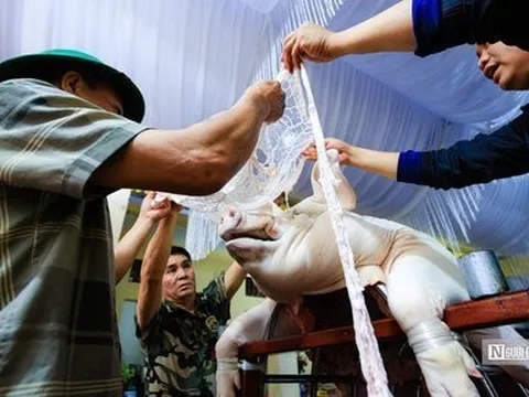 Cận cảnh quá trình trang trí "ông lợn" trước giờ diễn ra lễ rước