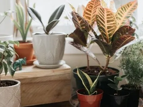 7 loại cây cảnh cực dễ chăm dành cho người mới trồng