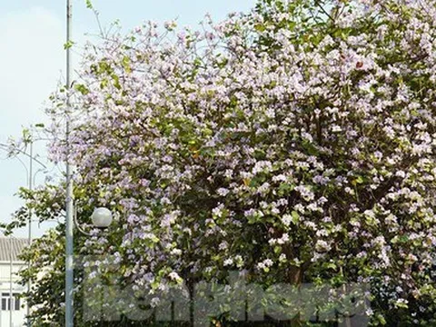 Hoa ban và những điểm check-in tuyệt đẹp tại Hà Nội