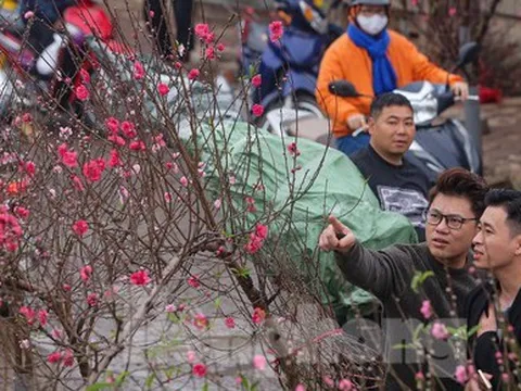 Người dân Hà Thành xuống phố sắm đào cuối vụ cúng Rằm tháng Giêng