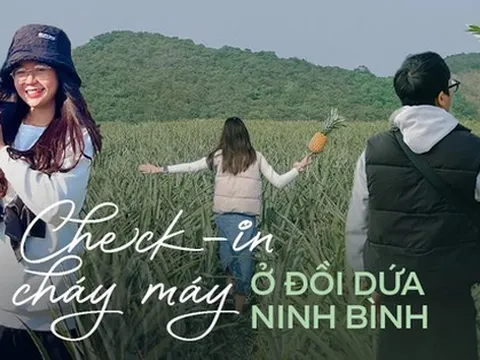 Chưa đến mùa dứa chín nhưng giới trẻ khắp nơi đã rủ nhau check-in đồi dứa đầy thơ mộng tại Ninh Bình