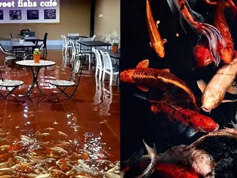 Quán cà phê ở Thái Lan bơm ngập nước để khách hàng có thể tự do ngâm chân với cá Koi