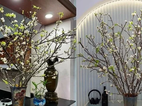 Cành hoa mận rừng tấp nập xuống phố, mua 90 nghìn được hẳn 20 cành cắm quanh nhà