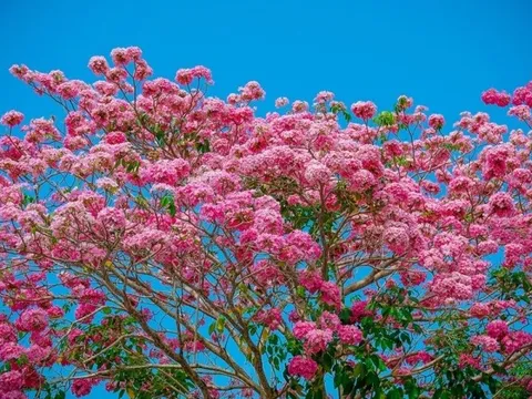 Choáng ngợp con đường 160 cây kèn hồng nở rực rỡ một góc trời ở Sóc Trăng