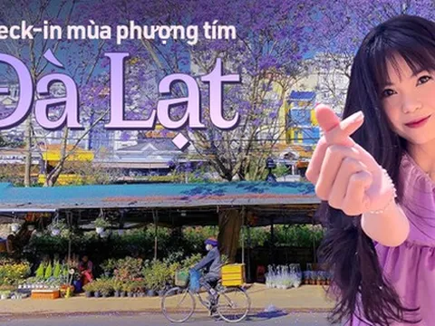 Hết hoa anh đào, Đà Lạt chuẩn bị bước vào mùa hoa phượng tím cũng đẹp đến nao lòng