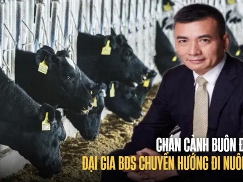 Mệt mỏi với việc "buôn đất", đại gia BĐS rẽ hướng đi nuôi bò: Thu về tiền tỷ nhưng không "nhằm nhò" với số vốn bỏ ra, chấp nhận liều mình không biết chắc "thắng hay thua"