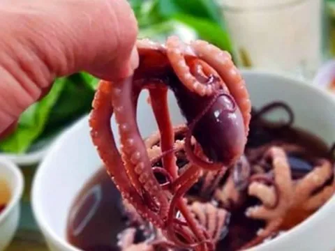 Xuống Hạ Long, qua Xà Cong nếm gỏi ruốc "chân dài"