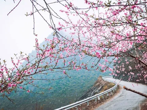 Hà Giang có muôn vàn tọa độ "săn" các loại hoa đào, toàn những địa điểm độc đáo khiến ai cũng muốn đến một lần