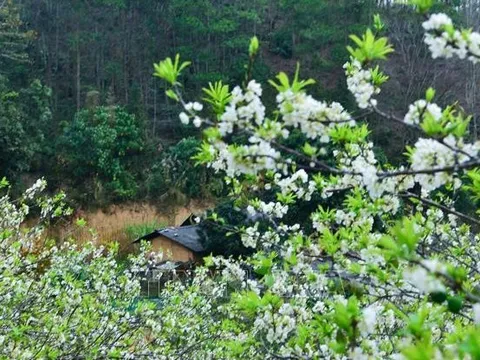 Mê mẩn sắc trắng tinh khôi của hoa mận trên Cao nguyên đá
