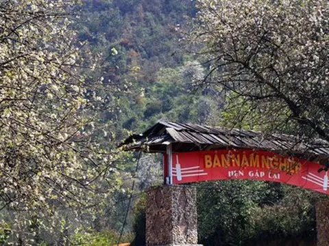 Mùa xuân trên Tà Chì Nhù với sắc trắng tinh khôi của "cây táo nở hoa"