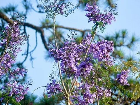 Nao lòng với sắc hoa phượng tím Đà Lạt nở sớm