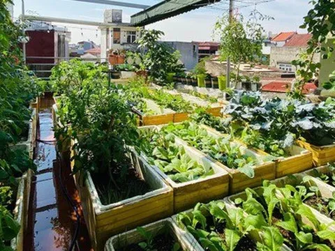 Khu vườn sân thượng ngập tràn rau quả xanh mướt mắt ở Hải Phòng