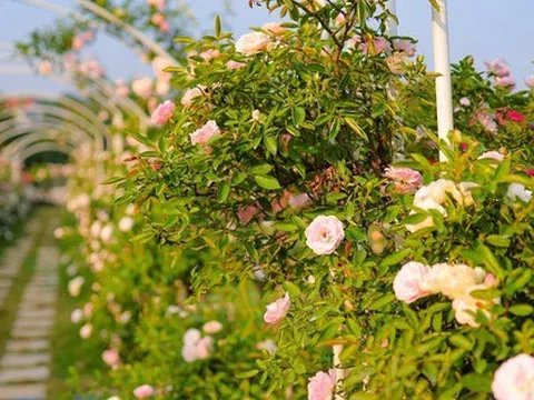 Khám phá vườn hoa hồng rộng 6.000m2 tại Hà Nội