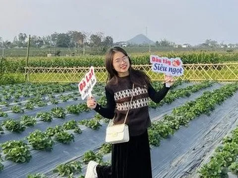 Vườn dâu tây chín mọng của chàng trai xứ Nghệ thu hút du khách