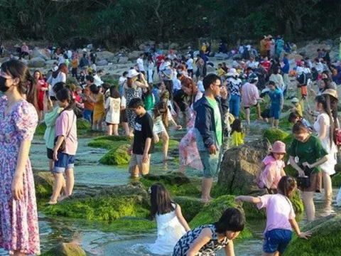 Ảnh: Chen chân chụp ảnh bãi rêu tuyệt đẹp ven biển Đà Nẵng