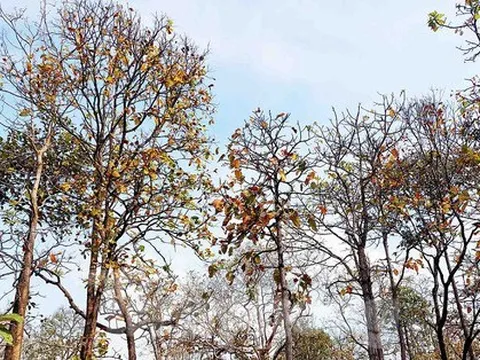 Rừng khộp Tây Nguyên mùa thay lá đẹp tựa trời Âu