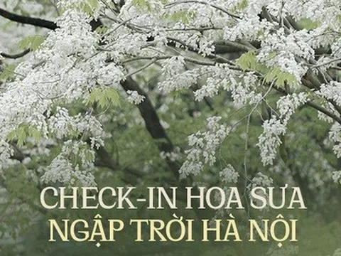 Giới trẻ nô nức "săn lùng" địa điểm hoa sưa nở sớm, khoe sắc trắng tinh khôi giữa lòng Thủ đô