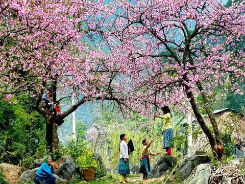 5 địa danh tuyệt đẹp ở Việt Nam vào mùa xuân: Hãy xách balo lên và đi để không bỏ lỡ!