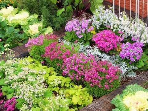 Khu vườn xen kẽ rau và hoa sặc sỡ của chàng trai 9X