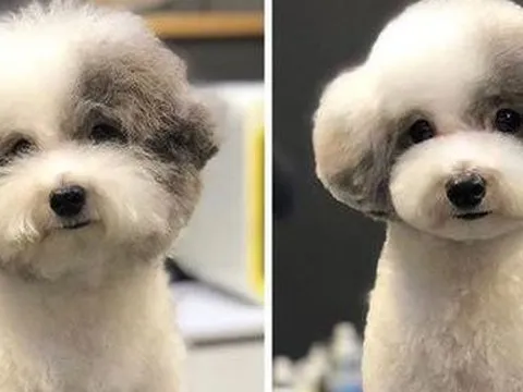 Kiếm được 7 triệu/ giờ nhờ biết chải lông chó