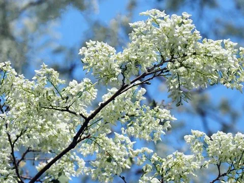 Chuyên trang du lịch gợi ý 6 điểm đến ở Việt Nam nên đi ngay trong tháng 2 này: Nơi đầu tiên ít người nghĩ tới!