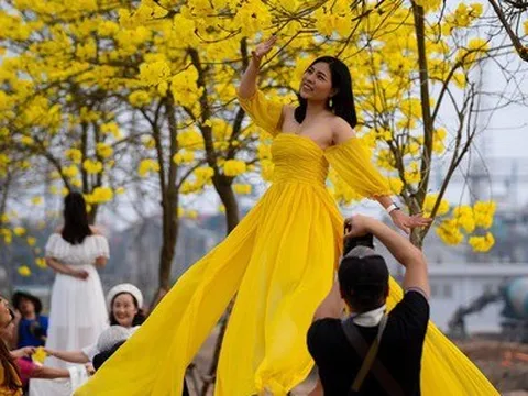 Người dân nô nức check-in con đường hoa phong linh nở vàng rực giữa lòng thủ đô Hà Nội