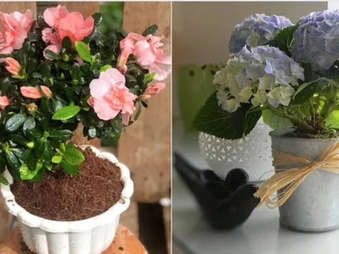 Đẹp nhưng độc: 6 loài hoa được trưng nhiều trong nhà hóa ra lại ẩn chứa nguy hiểm không ai ngờ