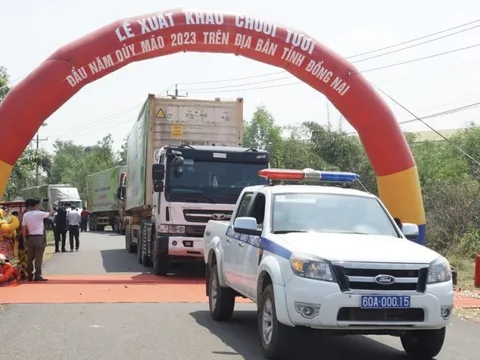 Đồng Nai đặt mục tiêu xuất khẩu 500.000 tấn chuối trong năm 2023
