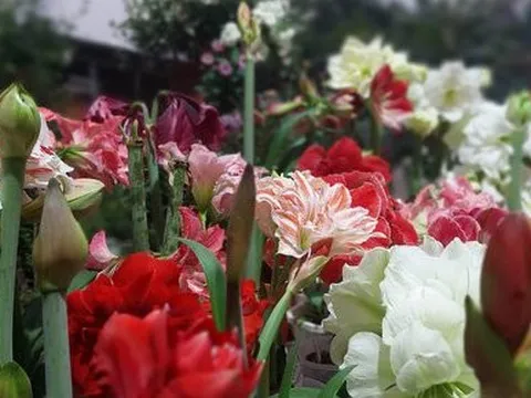 Khu vườn hơn 50 loài hoa đua nhau khoe sắc, rau quả tốt tươi ở Yên Bái