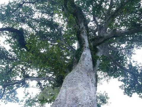 Vẻ đẹp kỳ thú ‘có một không hai’ của cây sui cổ thụ xứ Nghệ