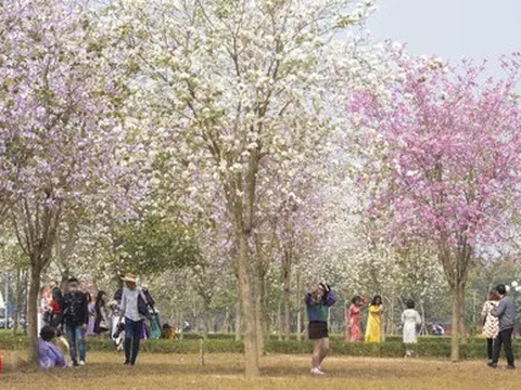 Hà Nội: Không thua kém đường Hoàng Diệu, con đường hoa ban tím ở Mê Linh cũng gây sốt rần rần