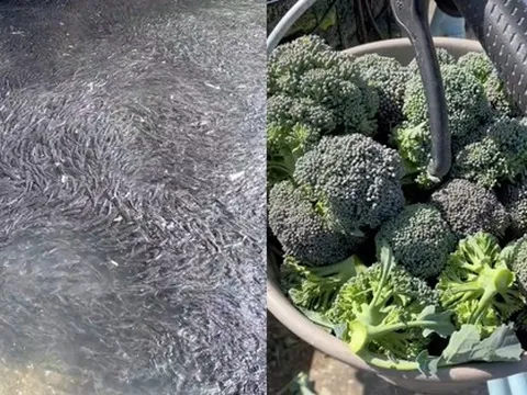 Cô gái Việt sống ở Nhật khoe cảnh hái rau, bắt cá miễn phí ăn nhưng lại khiến dân mạng tranh cãi về vấn đề an toàn sức khoẻ