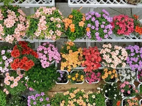 Cô gái công sở biến sân thượng nhỏ xinh thành khu vườn muôn sắc