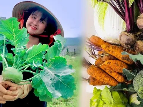 Cô gái bỏ phố lên Đà Lạt chữa lành: Chưa kịp làm gì thì tiêu gần 100 triệu, mượn tiền thuê đất trồng rau duy trì cuộc sống