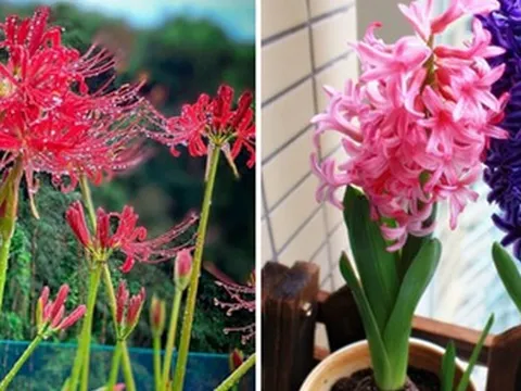 3 loại hoa "đốt tiền" chớ dại mua về nhà chưng, kẻo chặn đứng tài lộc của gia chủ