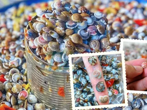 Món ốc "kỳ lạ" ở Việt Nam khiến thực khách mỏi tay hoa mắt nhưng vẫn thích mê