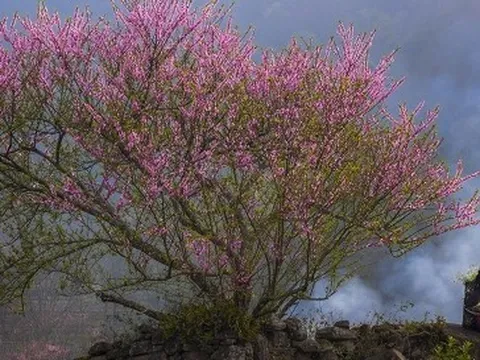 Mê mẩn sắc hoa đào ở Y Tý, Lào Cai
