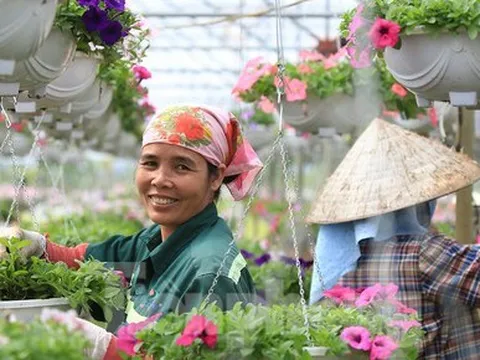 Ngày 8/3 của những người phụ nữ ở làng hoa nổi tiếng Hà Nội