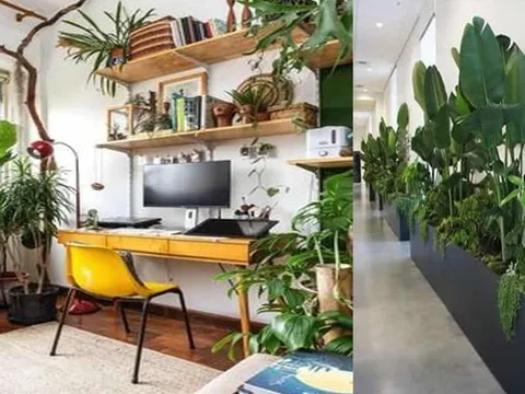 Cách chọn cây trồng trong nhà hợp mệnh gia chủ, thu hút tài lộc