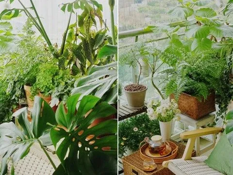 Khéo biến 6m2 ban công thành khu vườn xanh mướt